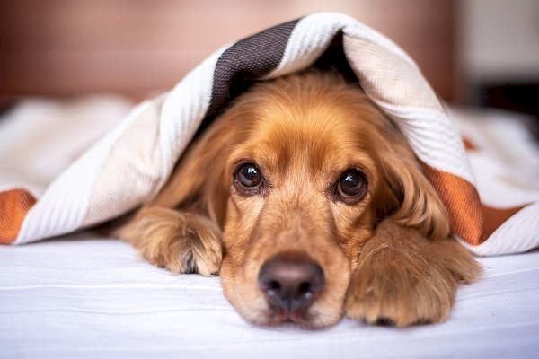 Winter pet care tips for your furry companions