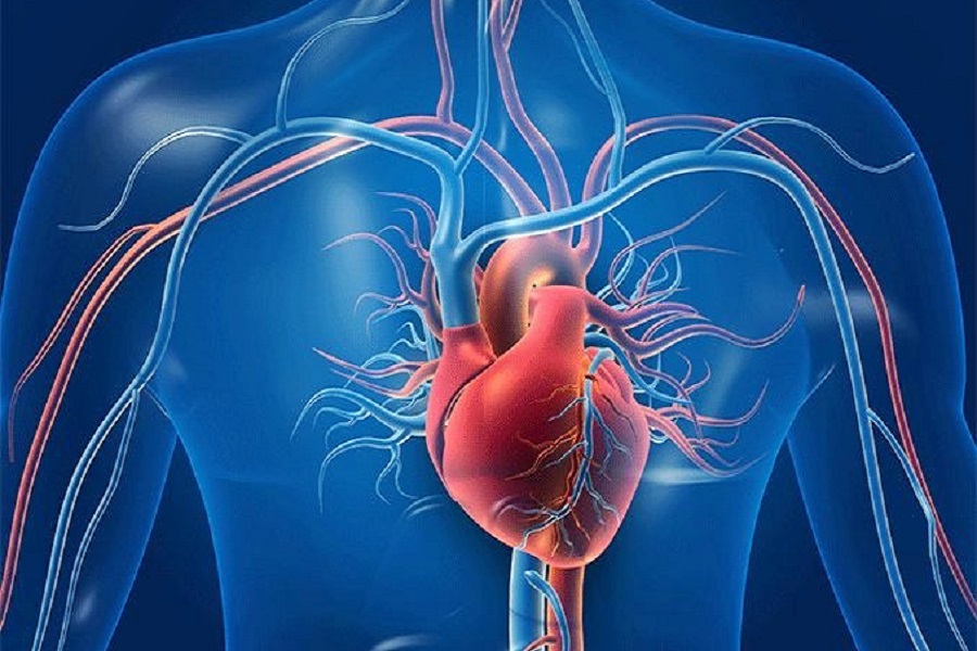 Late-onset of menopause may lower heart disease risk