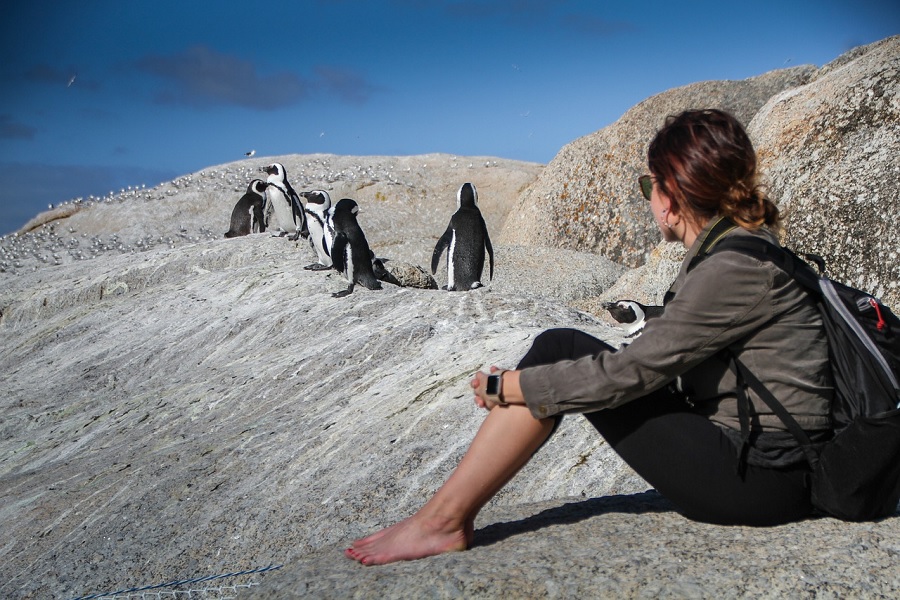 Journey to the Ice: The Wonders of Penguin Traveling