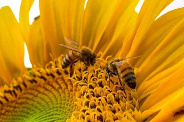 The amazing benefits of including bee pollen in your diet