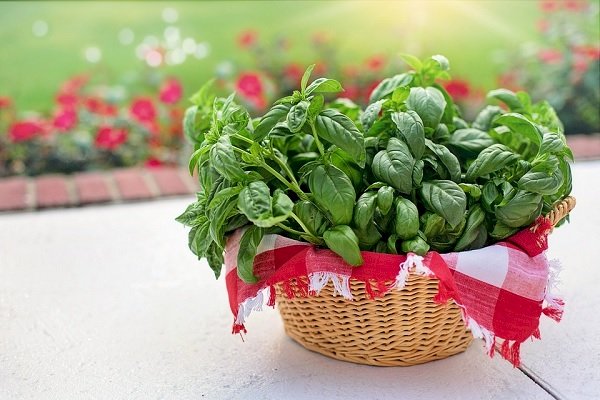 Benefits of basil