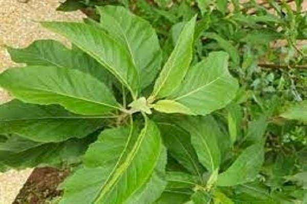 This `leafy` solution to diabetes has many takers