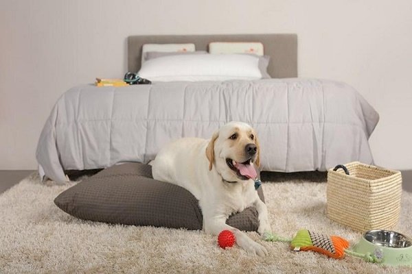 Gift your pet the most comfortable on International Dog Day