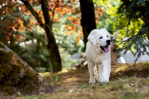 No Diwali sweets for pets, here's why