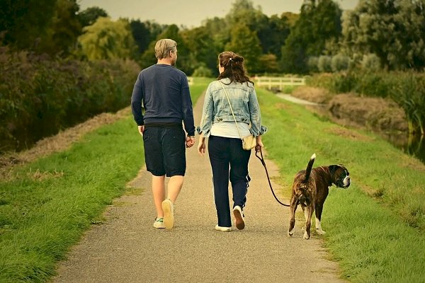 A rise in pet-friendly and sustainable travel options