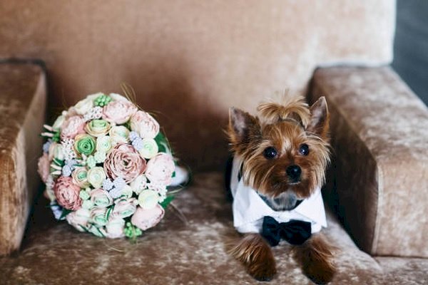 Specialised services for guests' pets at this hotel