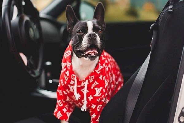 A viable travelling option for pet parents