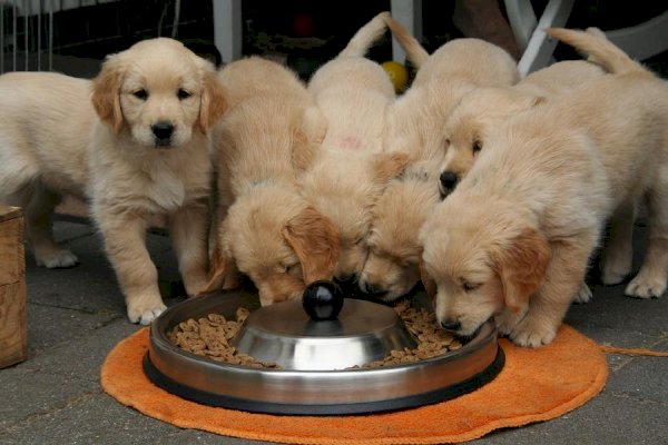 Understanding the 4 categories of dog food