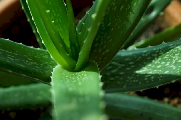 A South Korean beauty secret: Pink Aloe Vera