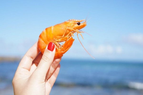 Shrimp and brain health