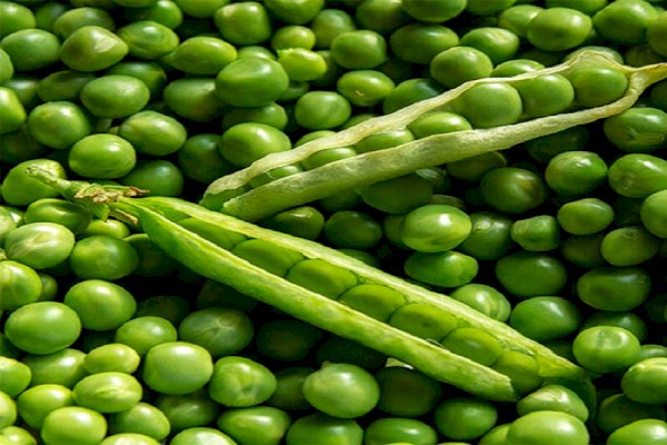 Italian scientists tailor iodine, potassium content of radishes, peas