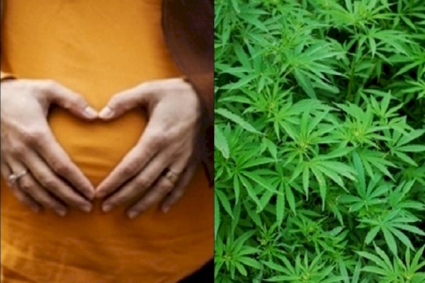 Using marijuana for severe morning sickness may worsen health of mother & baby