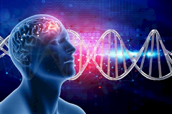 Discovers genetic link between brain volume & disorders