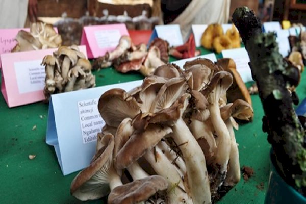 Eating 5 mushrooms a day may help combat heart disease, cancer