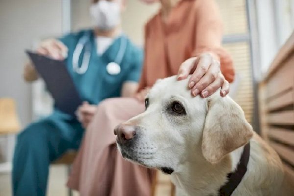 Researchers test new treatment for chronic kidney disease in dogs