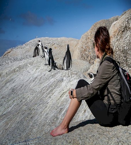 Journey to the Ice: The Wonders of Penguin Traveling