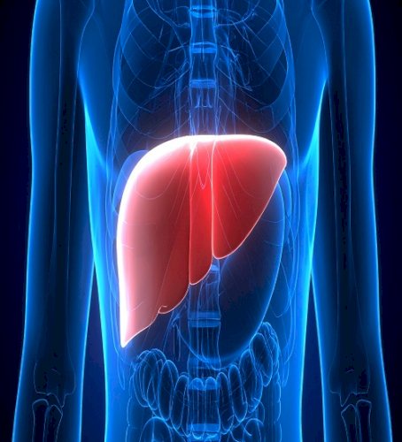 India a pioneer in living donor liver transplantation